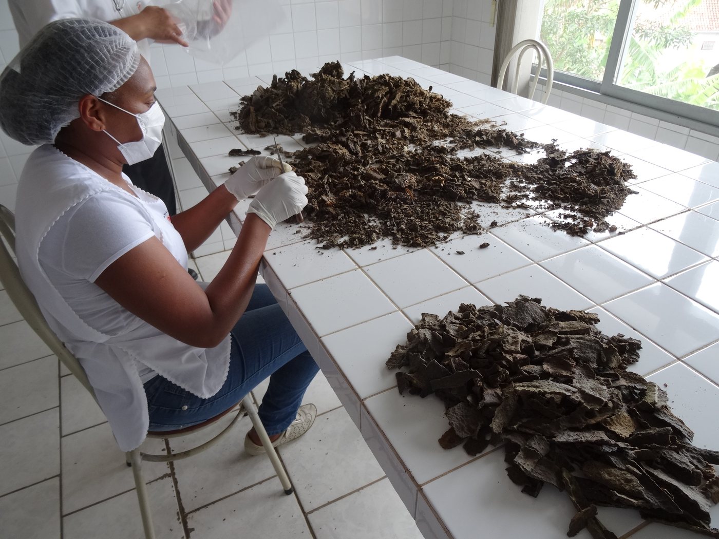 ブラジル現地でプロポリス原料を確認している様子
