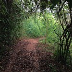 養蜂場に向かう山道