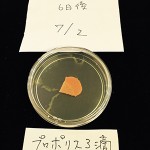 カビの実験（にんじん編）6日目プロポリス３滴