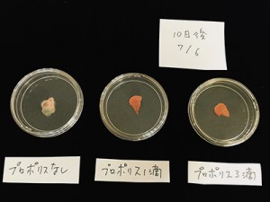 カビの実験10日目（にんじん編）広がったカビ