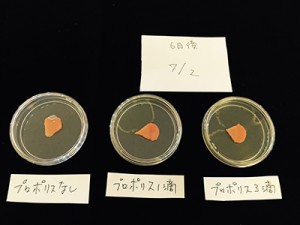 カビの実験（にんじん編）6日目