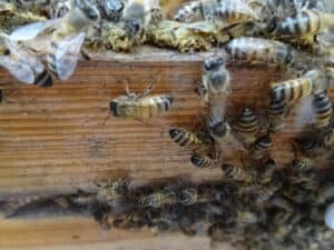 巣箱に集まるミツバチ