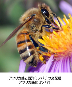 アフリカ蜂と西洋ミツバチの交配種　アフリカ蜂化ミツバチ