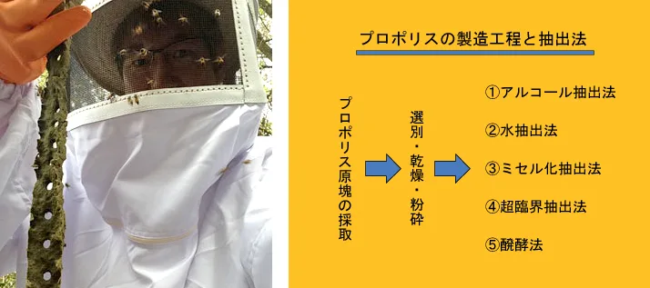 プロポリスの抽出イメージ