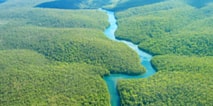 ブラジルのプロポリスは、様々な状況が重なってユニークなプロポリスが生まれました。