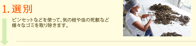 1.選別　ピンセットなどを使って、気の枝や虫の死骸など様々なゴミを取り除きます。