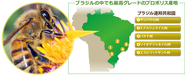 ブラジルの最高グレードのプロポリス産地