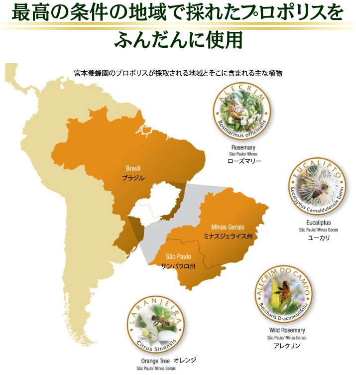 最高の条件の地域で採れたプロポリスをふんだんに使用　宮本養蜂園のプロポリスが採取される地域：ブラジルのミナスジェライス州・サンパウロ州　主な植物：ローズマリー・ユーカリ・アレクリン・オレンジ