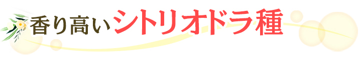 香り高いシトリオドラ種