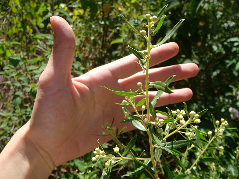 ブラジル特有の植物